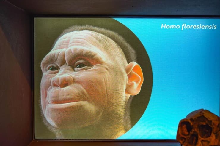 איור של הומו פלורסיינסיס (צילום: dr Igi, shutterstock) איור של הומו פלורסיינסיס