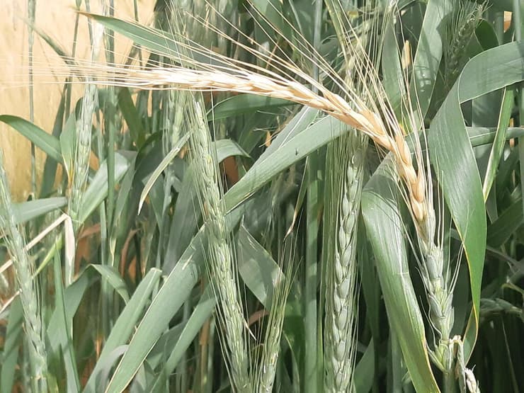 עושה עלייה. גידול כוסמין בארץ