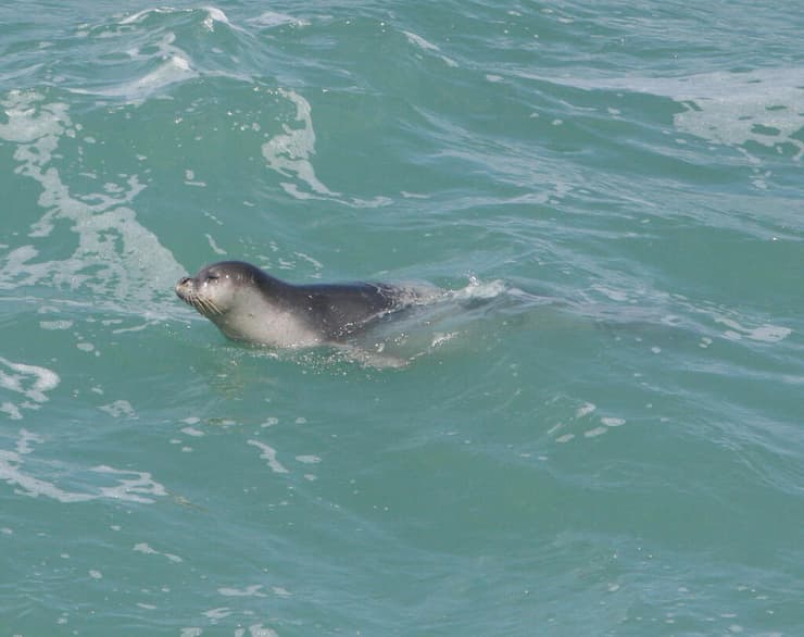 כלבת הים מאיה ברש הנקרה באפריל 2015