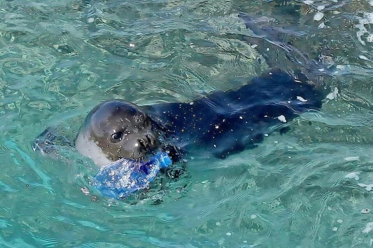 כלב ים נזירי ים תיכוני נושא בפיו בקבוק פלסטיק (צילום: Haris Nicolaou) כלב ים נזירי ים תיכוני נושא בפיו בקבוק פלסטיק