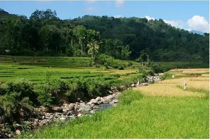 העצמות וכלי האבן של ההוביטים שנמצאו בפלורס מעידים על כך שהם חיו שם מלפני כ-200 אלף שנים לפחות, עד לפני כ-50 אלף שנים. אזור מערת ליאנג בואה בפלורס (צילום: Garry K Smith, מתוך המחקר) העצמות וכלי האבן של ההוביטים שנמצאו בפלורס מעידים על כך שהם חיו שם מלפני כ-200 אלף שנים לפחות, עד לפני כ-50 אלף שנים. אזור מערת ליאנג בואה בפלורס
