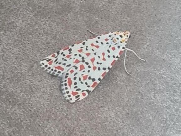 הפרפר שראתה מירב ברגר, בעת ביקור בקברי צדיקים במרוקו, כשבתה אגם ברגר הייתה בשבי חמאס