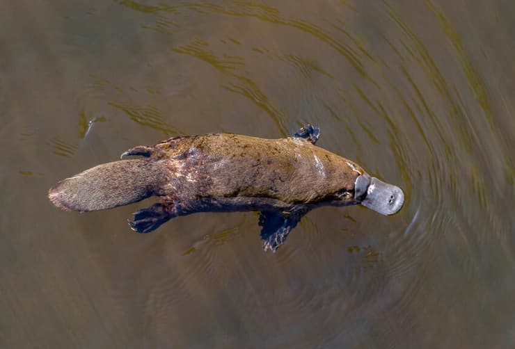 גוף פרוותי וזנב שטוח דומה לזה של הבונה, וגם מקור רחב הדומה למקור הברווז אך רך וגמיש ממנו. ברווזן בטסמניה