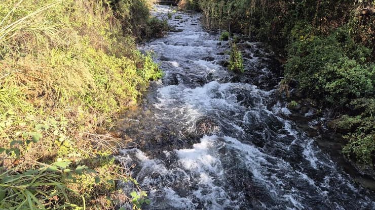 זרימה בתל דן (צילום: שרית פלצ'י מיארה) זרימה בתל דן