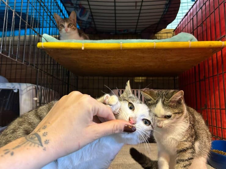 מיני, מוני ושוני