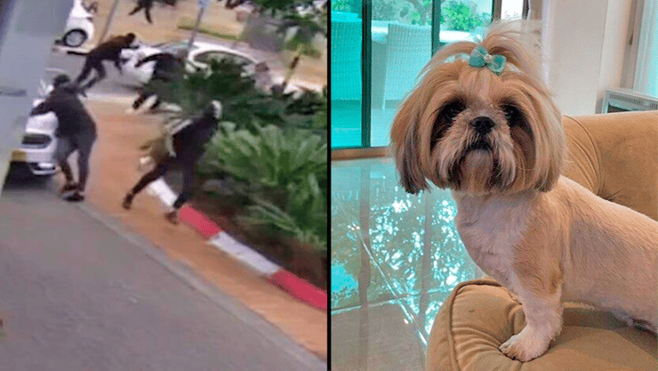 עופר נדן בן 52 מנחלת יהודה בראשון לציון, שעבר שוד וחטיפת שני הכלבים שלו  באיומי סכין וריסוס גז מדמיע לעייניו