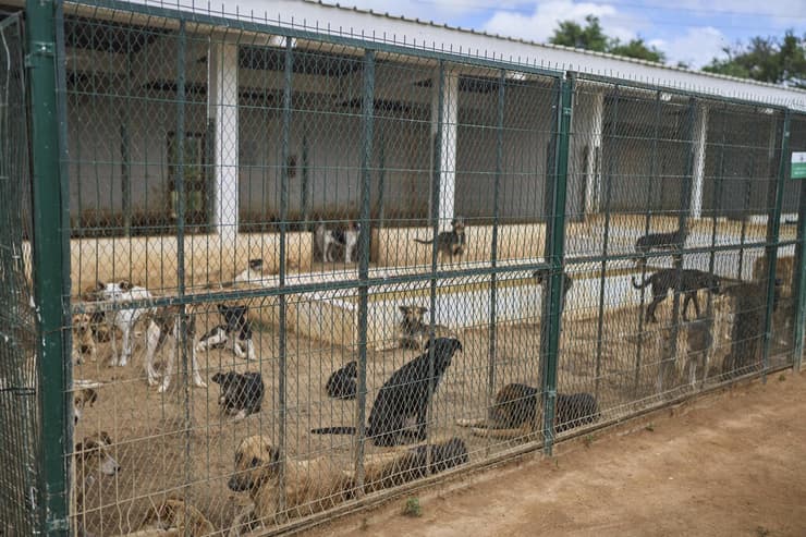 כלבים משוטטים נאספים במרכז לסירוס ולחיסון כלבי רחוב בפאתי רבאט
