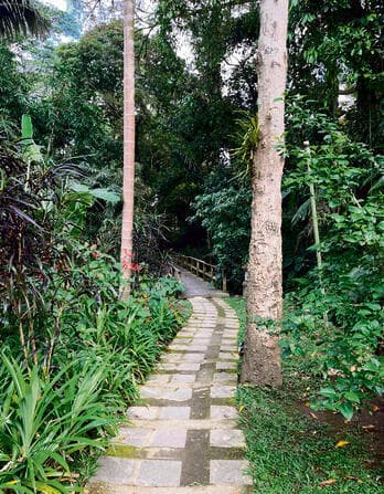 שביל הליכה  בג‘ונגל