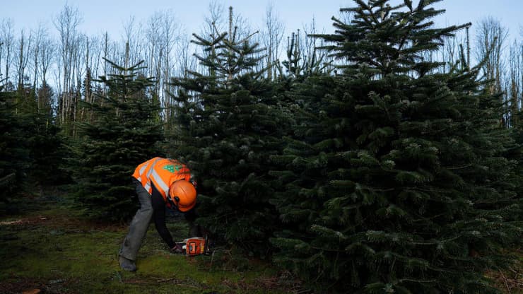מגדל כורת אשוח חג מולד עבור לקוח. הרומנטיקה מפסידה לנוחות ולחיסכון