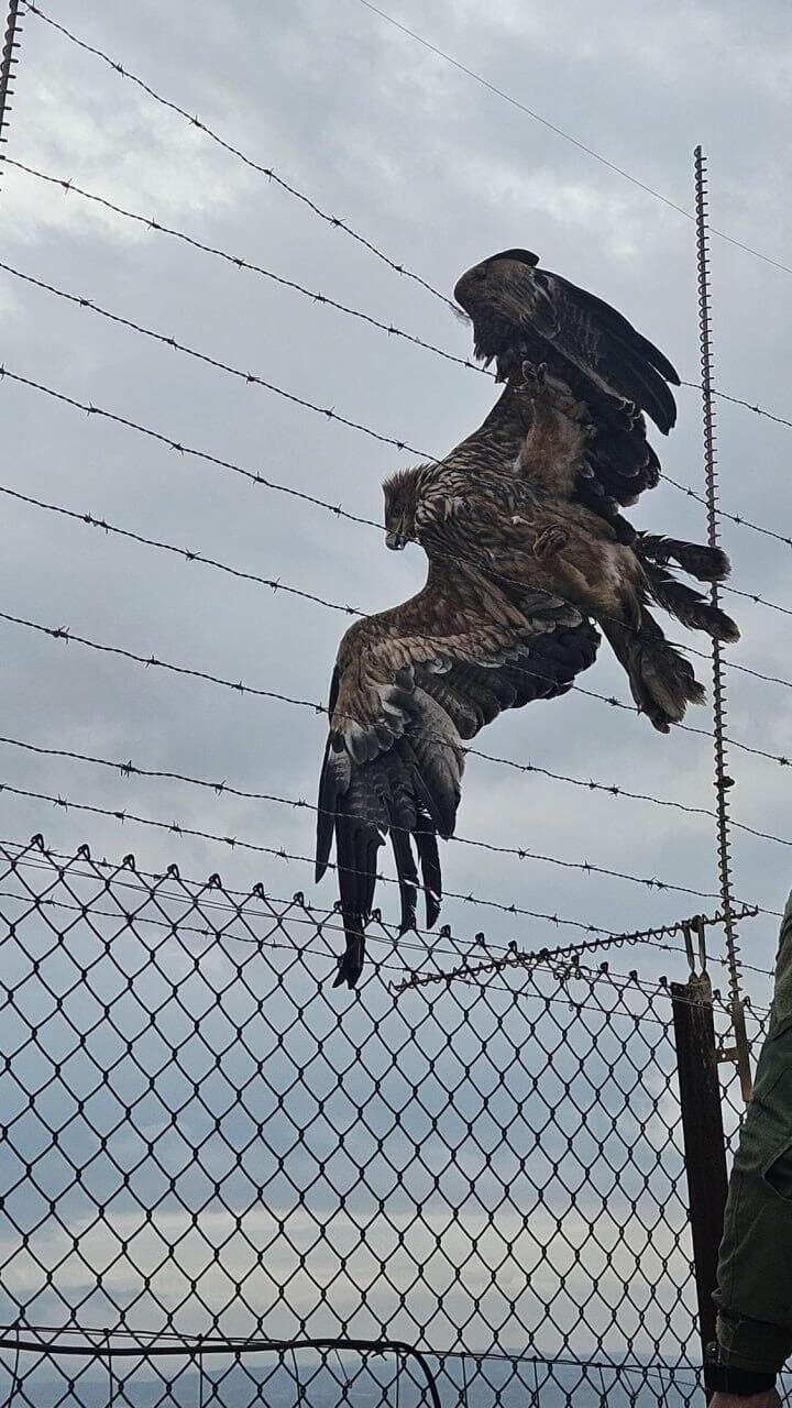 עיט שמש שנתקע בטיל במעלה גלבוע (צילום: גדוד מילואים 959) חילוץ עיט שמש במעלה גלבוע