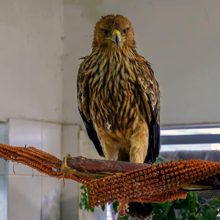 עיט שמש מתאושש בספארי ברמת גן (צילום: אילן רוזן, דוברות הספארי) עיט שמש בסכנת הכחדה שנתקע בסופת ביירון, חולץ ומטופל במרכז השיקום בספארי ברמת גן