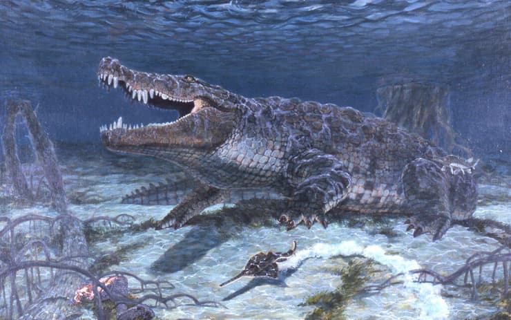 שחזור אמנותי של Deinosuchus schwimmeri שוחה מתחת למים, מתוך ספרו של ד"ר דיוויד שווימר משנת 2002, "מלך התנינים: הפלאוביולוגיה של דיינוסוכוס"
