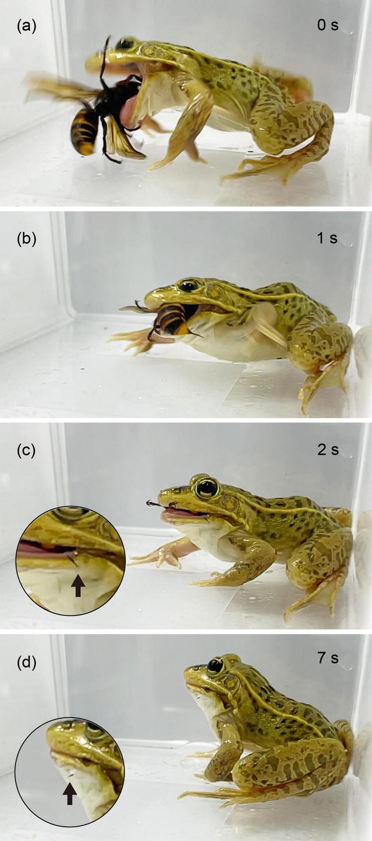 צפרדע מנוקדת-שחורה מפגינה סבילות יוצאת דופן לעקיצות ארסיות של צרעת ענק אסייתית