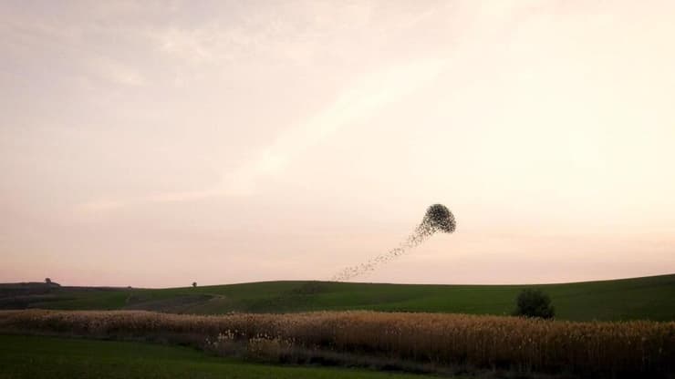 להקת זרזירים שצילם רועי