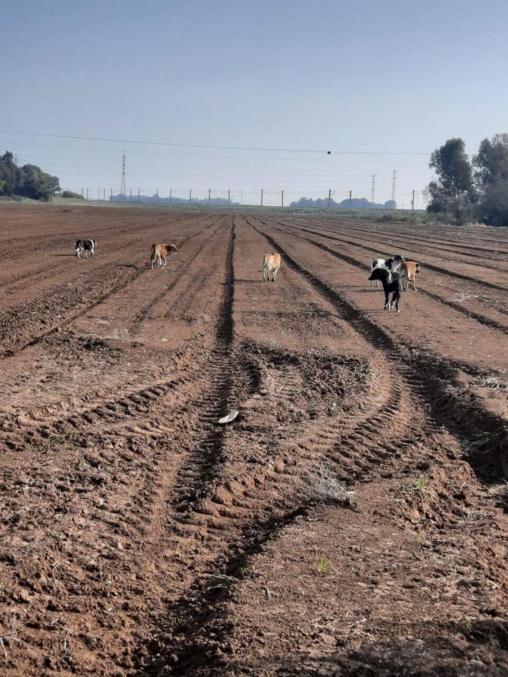 כלבים משוטטים מסביבת בסיס זיקים
