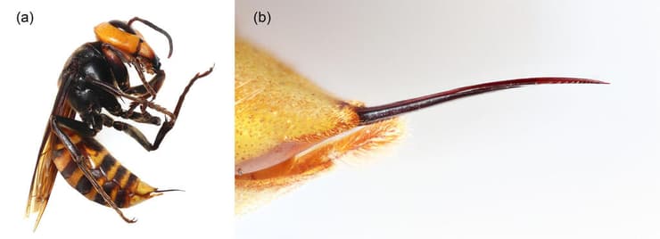 צרעת ענק אסייתית ותקריב של העוקץ שלה