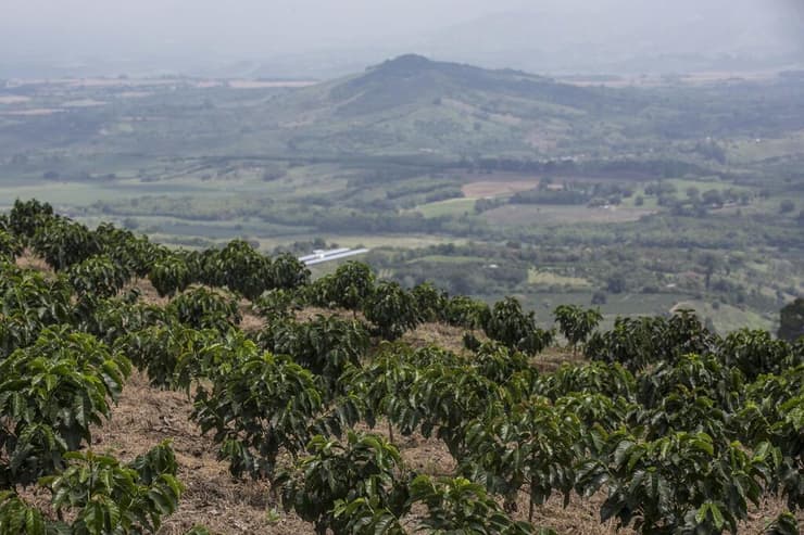 מטע עצי קפה בקולומביה