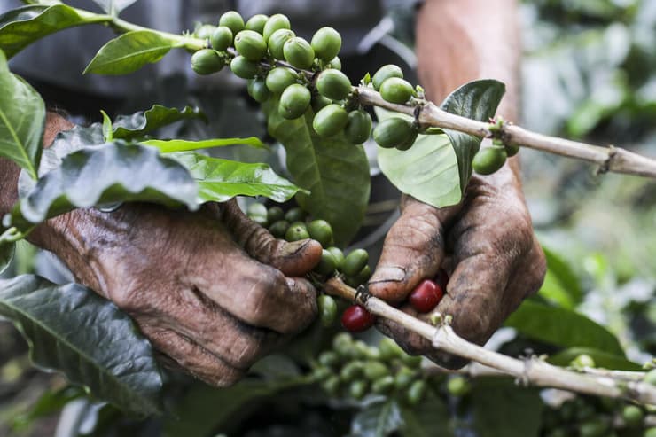 קטיף פירות עץ הקפה בקולומביה