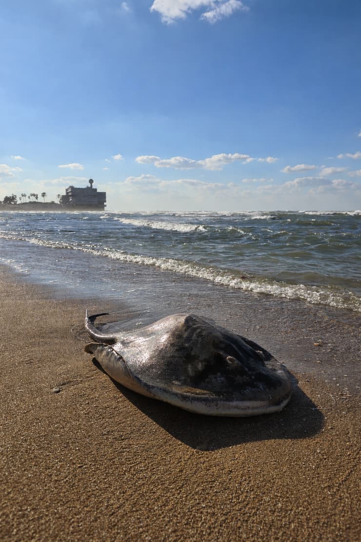 מחבטנית אפורה והריונית ללא רוח חיים בחוף בחיפה