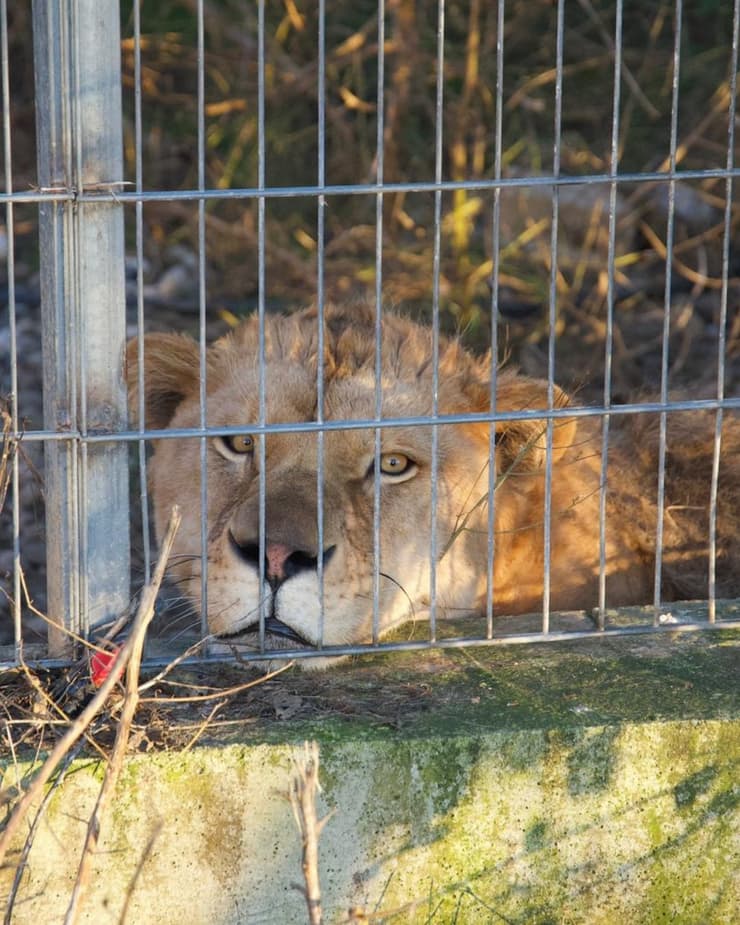 אריון האריה