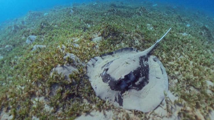 טריגון מנגרובים עם חוט הדיג בפיו, המין נמצא בסכנה הכחדה