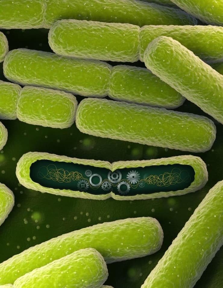 מתוך מחקר בנושא תאים