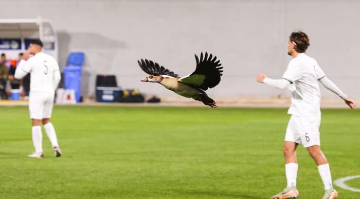 על רקע המצב המקצועי הקשה, בבני יהודה החליפו את התרנגול בעוף אחר