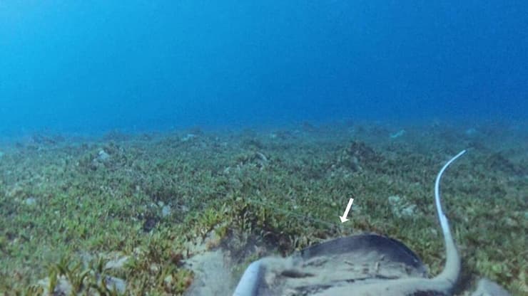 חוט הדיג שנתקע בפיו של טריגון מנגרובים 