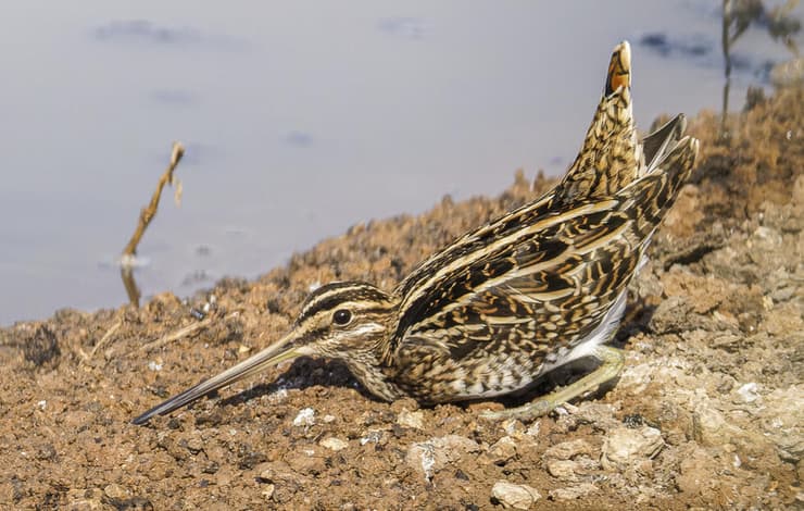 חרטומית ביצות