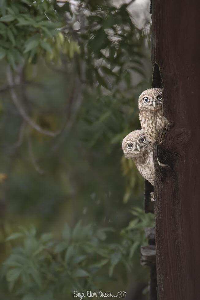 כוסי חורבות מציצים באור ראשון