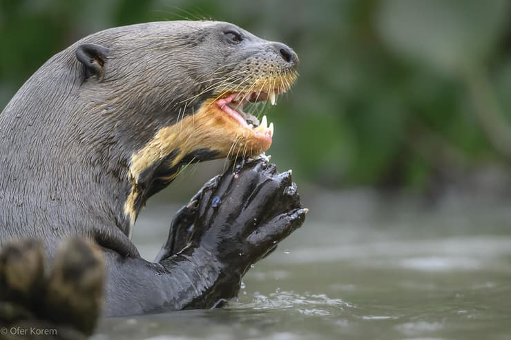 לוטרת ענק מהפנטנל