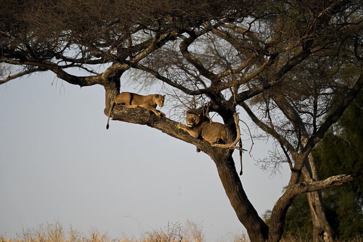 זוג אריות בטנזניה