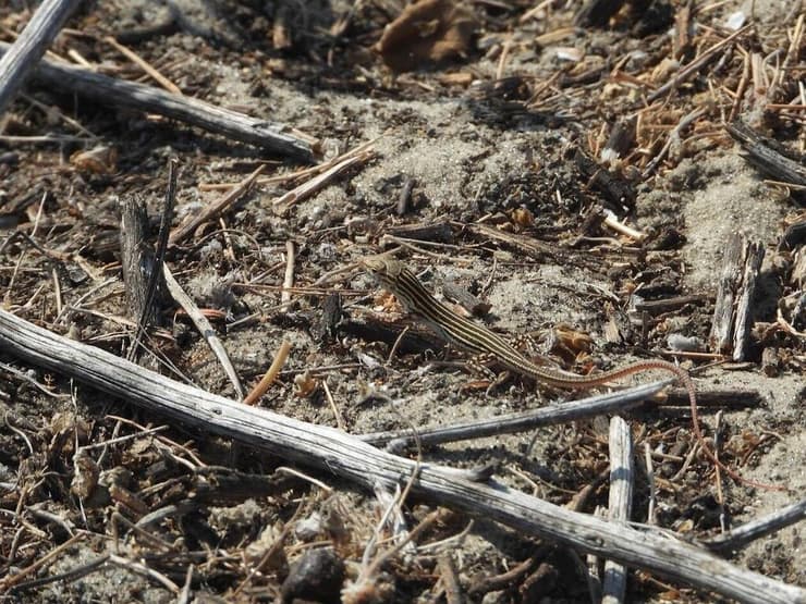 שנונית השפלה