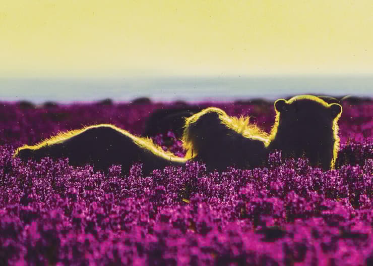 דוב קוטב בזריחה, בשדה ערברבה צרת-עלים באור אחורי