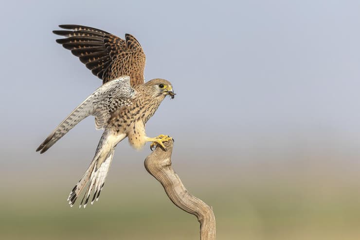 בזית מצויה עם חטיף חלבון