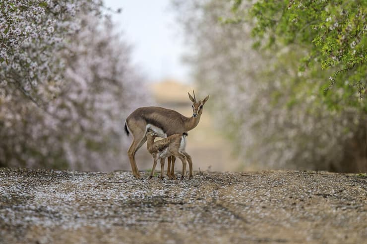 צבאים בתמונה משפחתית