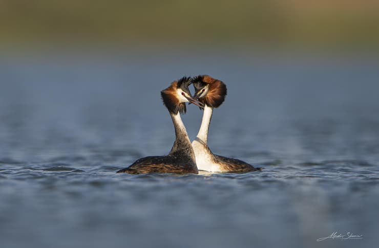 טבלנים מצויצים במבט הדדי