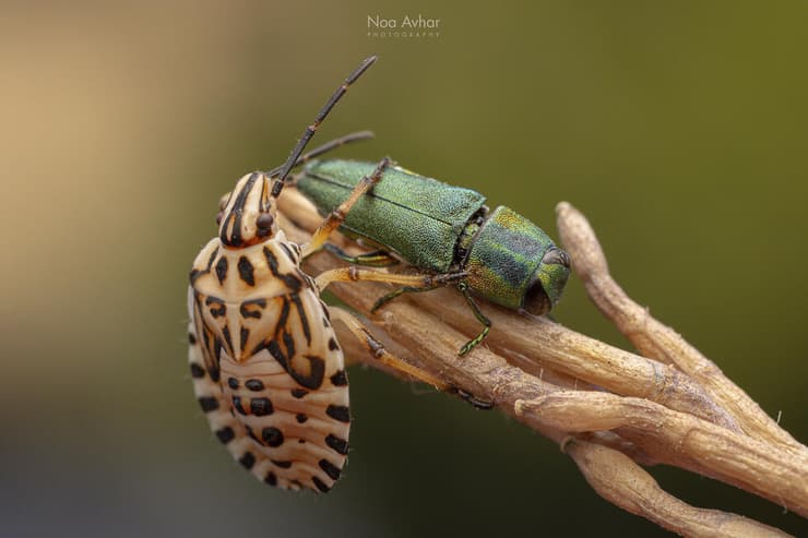 ברקנית ירוקה עם תריסית