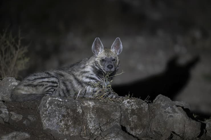 מפגש לילי עם צבוע מפוספס