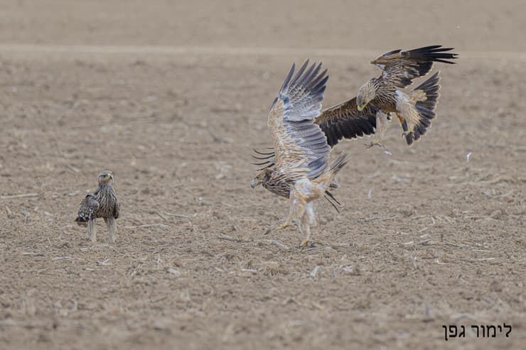 מפגש עיטי שמש