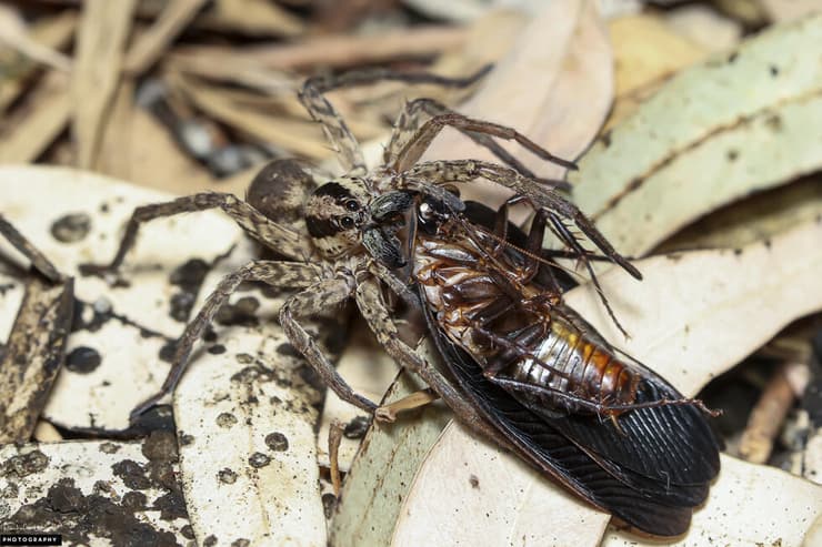 חיבוק קטלני