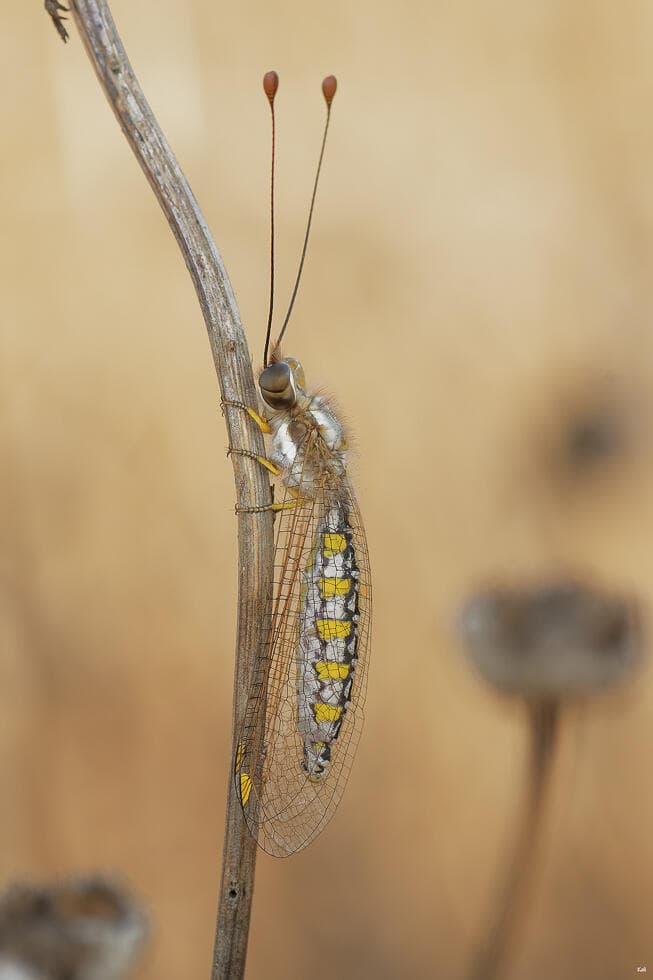 ארימחוש עדין