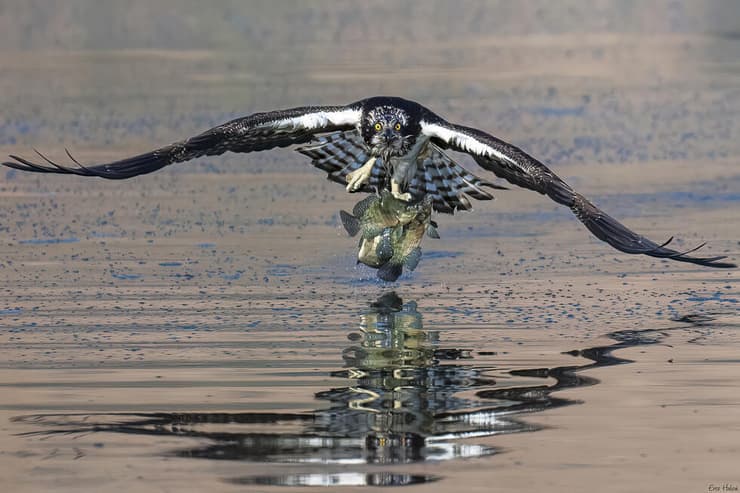 שלך בתפיסה משולשת