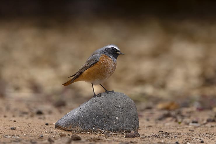 חכלילית עצים תופסת עמדה