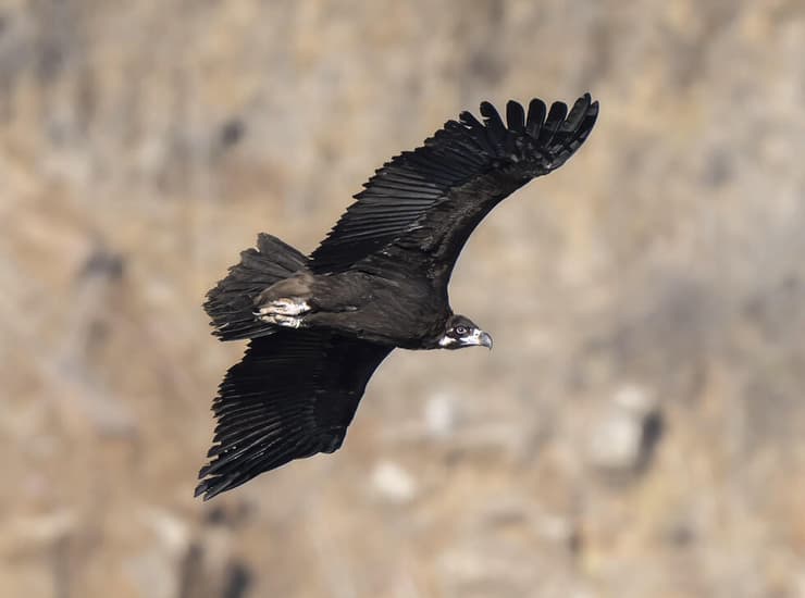 עוזנייה שחורה בגמלא