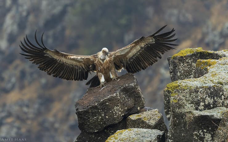 נשר במלוא הדרו, ברגע הנחיתה בספוט הכי פוטוגני בגמלא