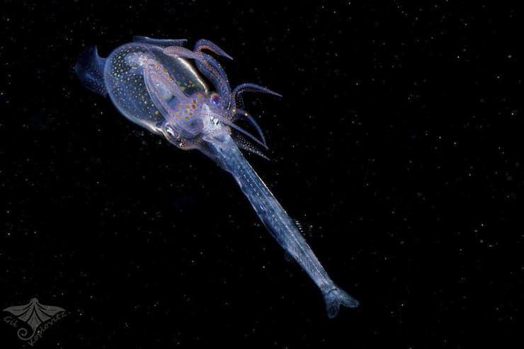 דיונון-טיסן רומבי עם טרף