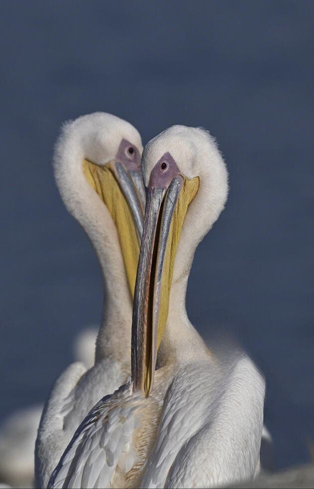 שקנאים בקרבה צמודה