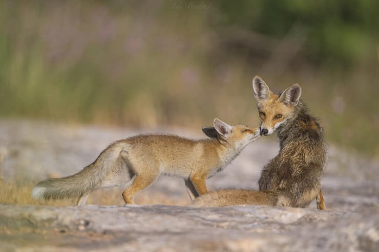 גור שועל מצוי ואימו
