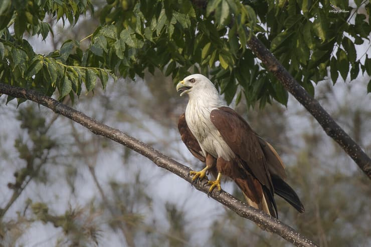 דיית ברהמיני בדרום-מזרח הודו